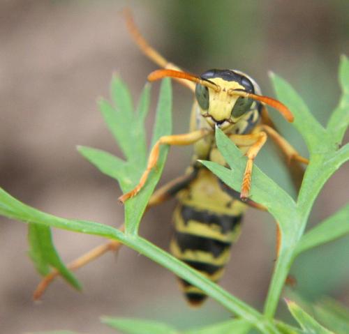 Polistes sp.