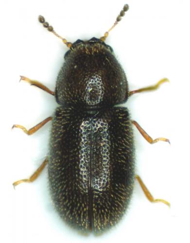 Ennearthron cornutum
