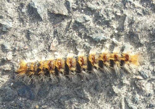 Thaumetopoea pityocampa