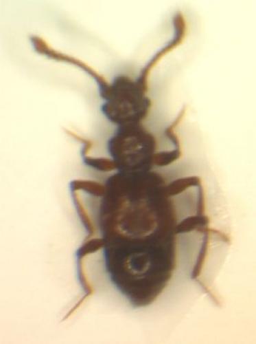 Batrisodes sp.