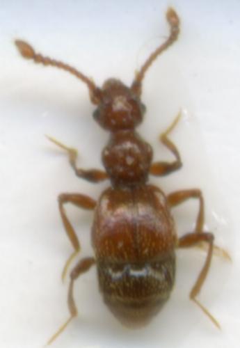 Réf. 29 987 : Batrisodes sp.