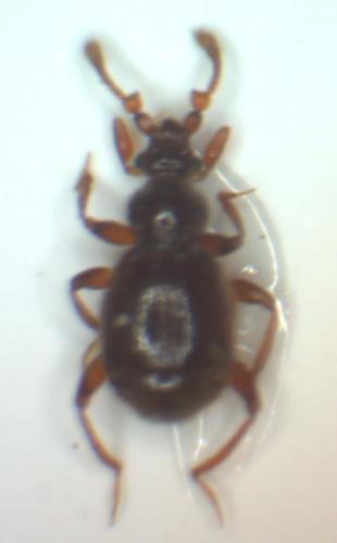 Réf. 29 675 : Bryaxis curtisii