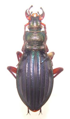 Carabus auronitens auronitens