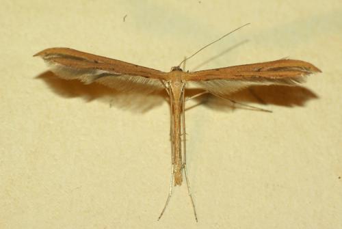 Emmelina monodactyla