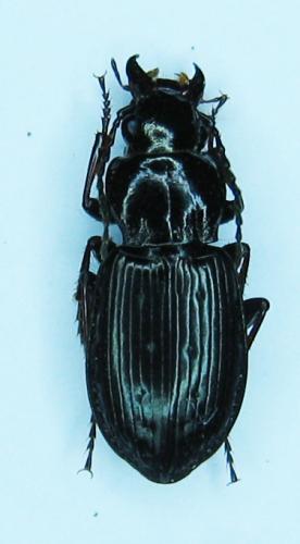 Pterostichus oblongopunctatus