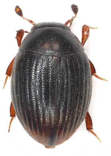 Réf. 29 017 : Cryptopleurum minutum