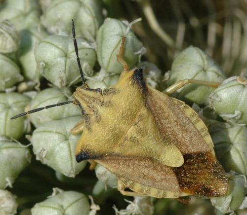 Réf. 29 418 : Carpocoris fuscispinus