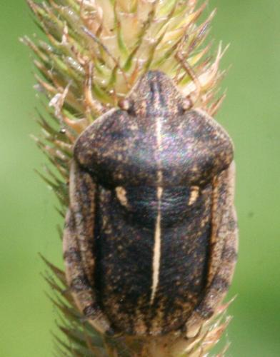 Réf. 29 688 : Eurygaster austriaca