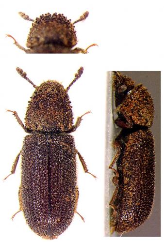 Réf. 29 360 : Stephanopachys quadricollis
