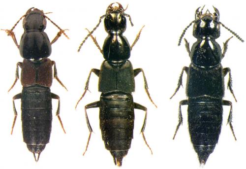 Réf. 29 667 : Staphylininae divers