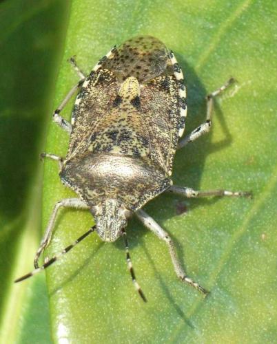 Réf. 29 173 : Rhaphigaster nebulosa