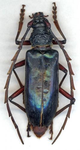 Neoplocaederus sp.