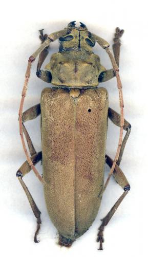 Réf. 29 971 : Cerasphorus hirticornis