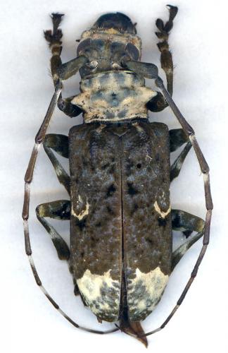 Lasiopezus longimanus