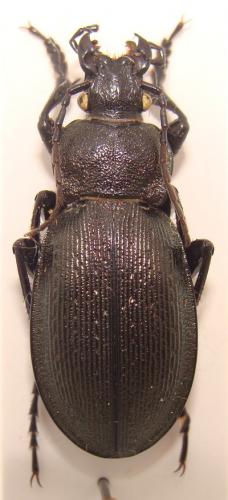 Carabus regalis