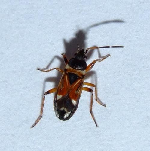 Raglius alboacuminatus