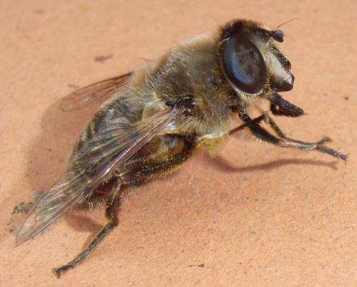 Réf. 29 259 : Eristalis tenax