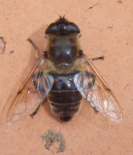 Eristalis tenax