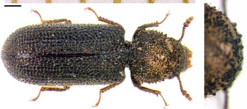 Stephanopachys substriatus
