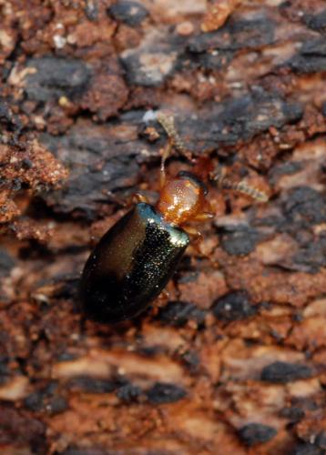 Salpingus ruficollis