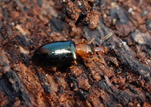 Réf. 29 162 : Salpingus ruficollis