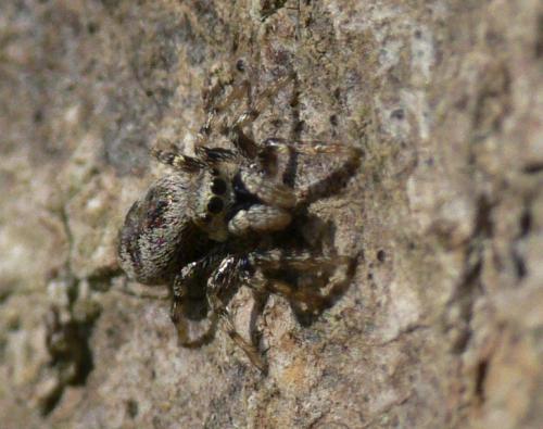 Réf. 29 416 : Salticus sp.
