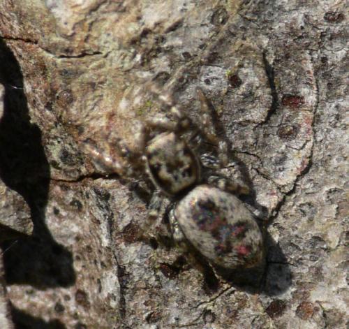 Salticus sp.