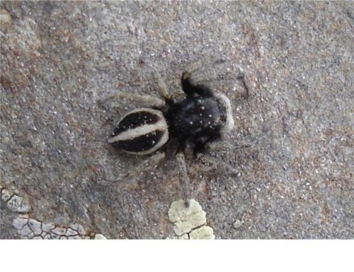 Réf. 29 656 : Attulus longipes
