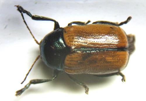 Cryptocephalus halleri