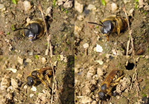 Halictus sp.