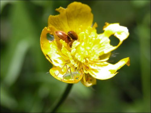 Leptophyes punctatissima
