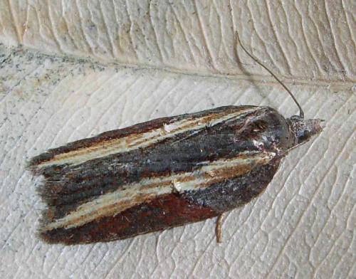 Acleris hastiana