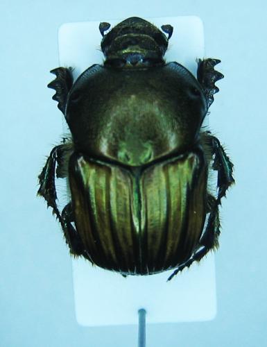 Réf. 29 025 : Onitis humerosus