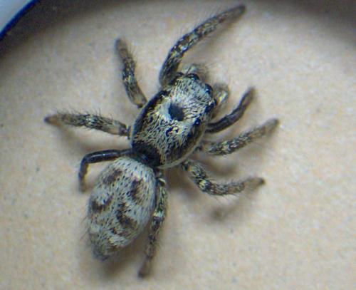 Réf. 29 250 : Salticus sp.