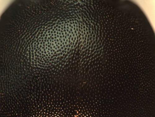 Selatosomus amplicollis