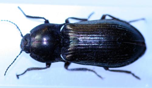 Selatosomus latus
