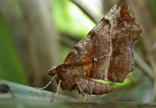 Réf. 29 606 : Selenia dentaria