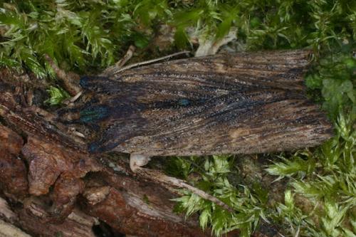 Réf. 29 230 : Lithophane semibrunnea