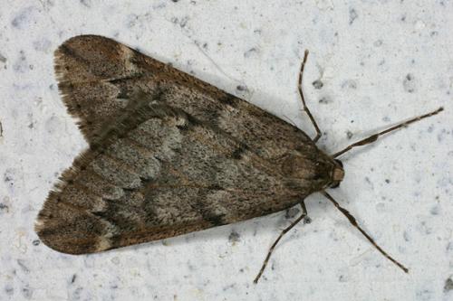 Alsophila aescularia