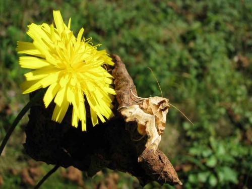 Phlogophora meticulosa