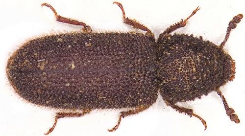 Réf. 29 333 : Stephanopachys quadricollis