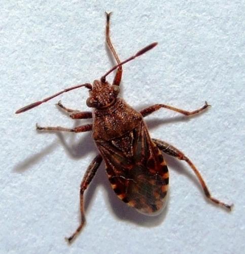 Stictopleurus sp.