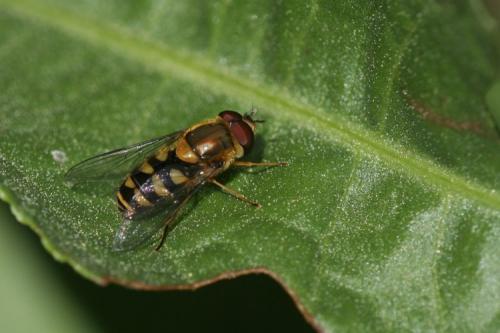 Syrphus sp.
