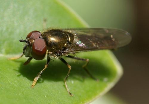 Réf. 29 998 : Platycheirus albimanus