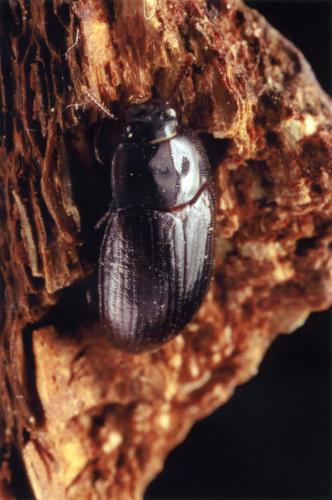 Réf. 29 065 : Alphitobius diaperinus
