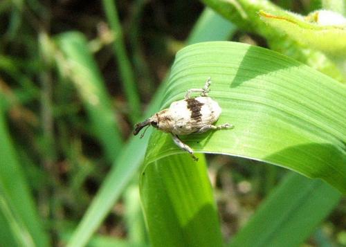 Tapinotus sellatus