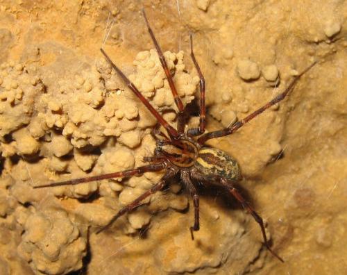 Eratigena inermis
