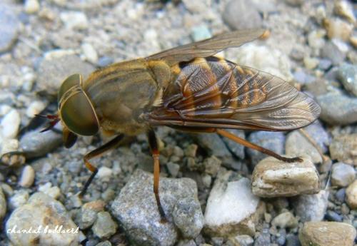 Réf. 29 458 : Tabanus sp.