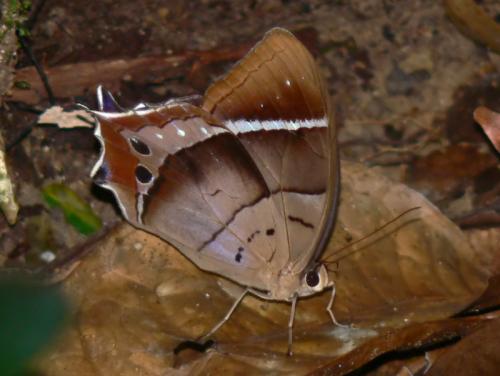 Antirrhea philoctetes