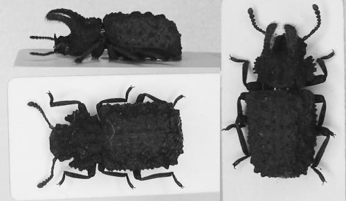 Bolitotherus cornutus